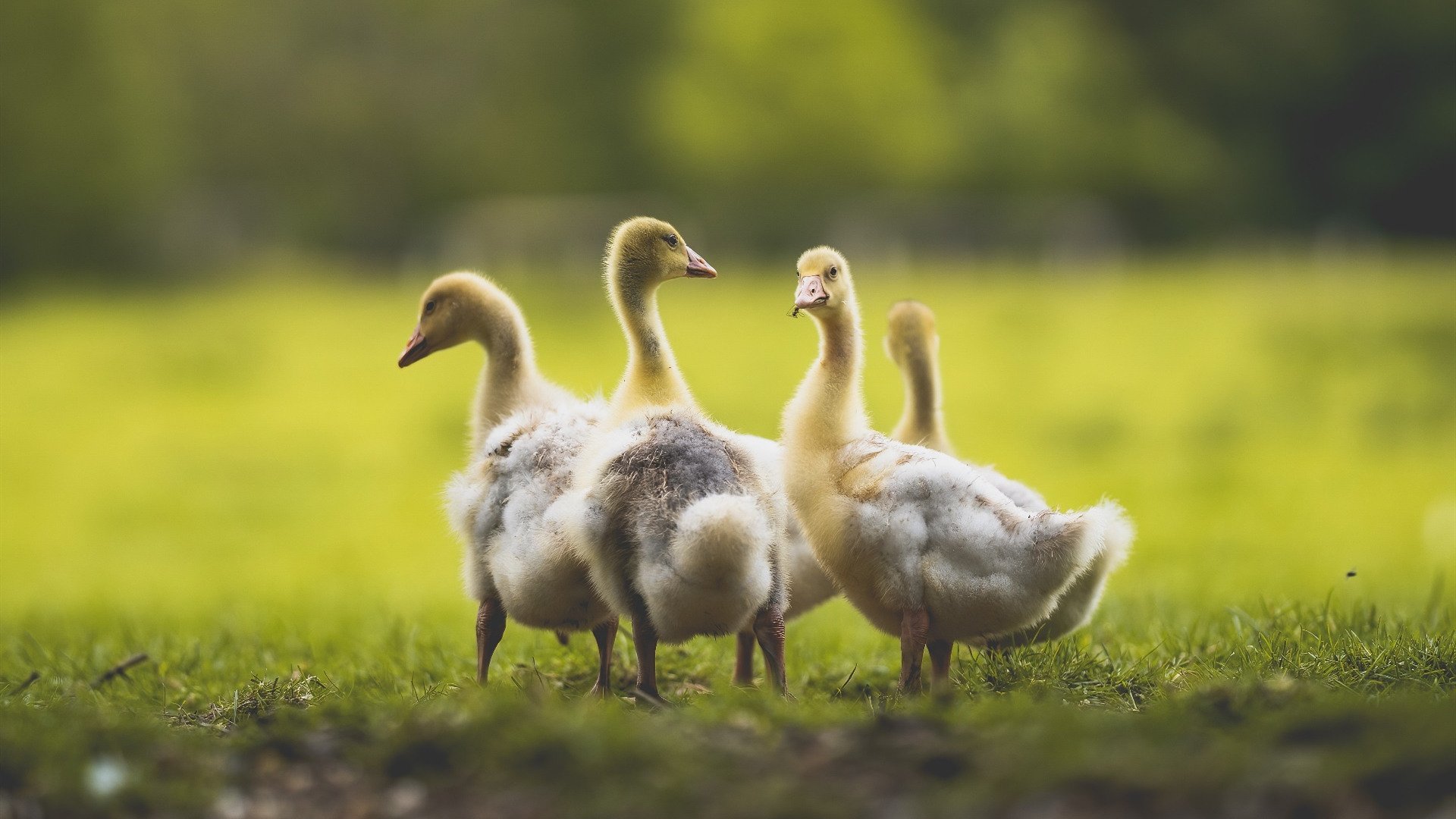 开云官方网页登录-战术“魔术师”的秘密放大镜：欧冠成功背后的策略