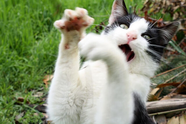 开云官方网站-法甲绝平，教练点评战术变化，法甲平局