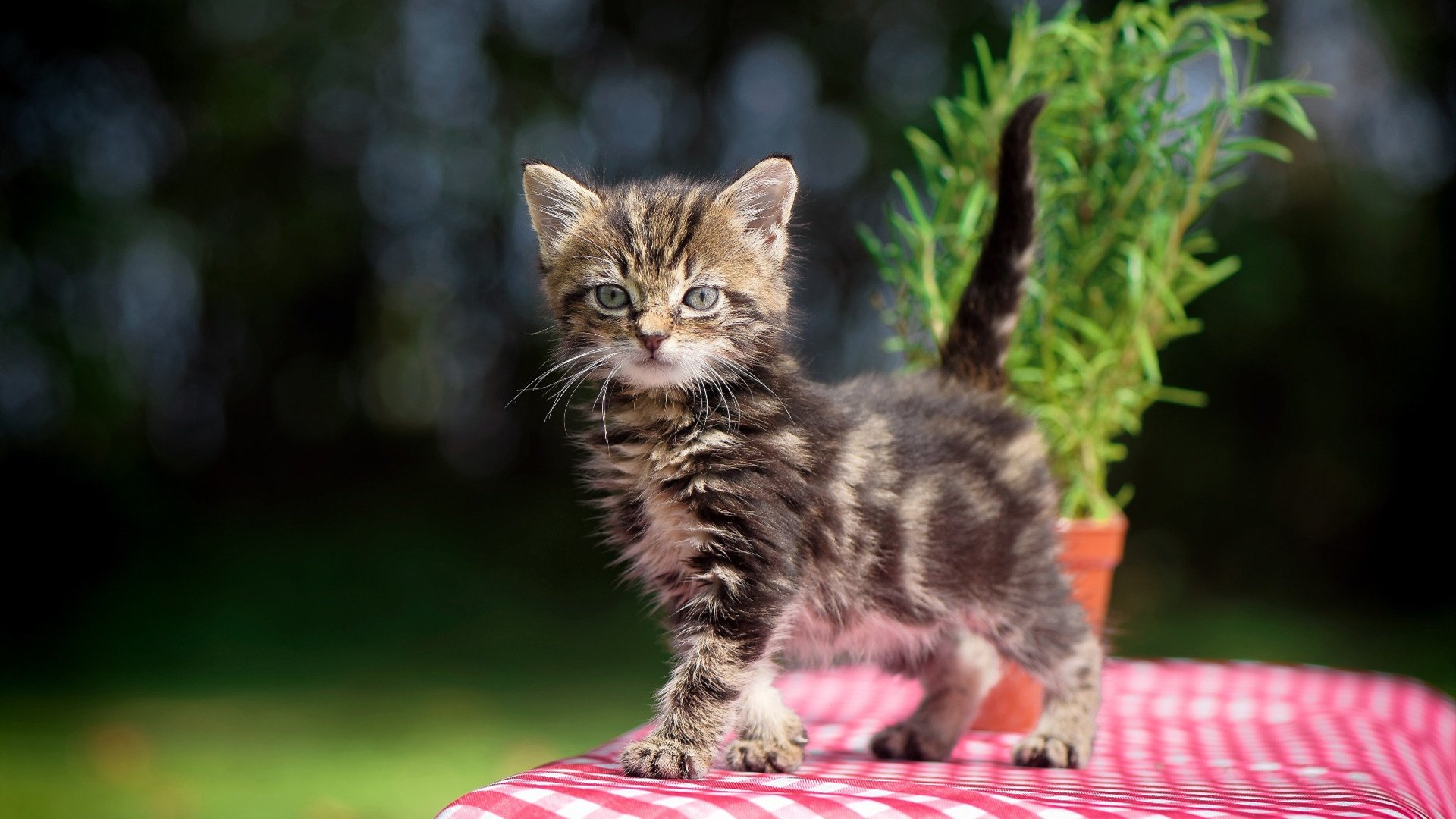 开云网站-自动化球场维护系统落地，提升场地质量，智能球场管理系统