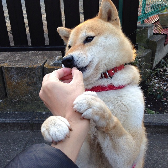 千叶喷射机替补席深度提升,千叶换款