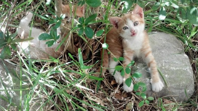 开云·Kaiyun网页版-塞维利亚主场失分，遗憾战平劲敌，塞维利亚队