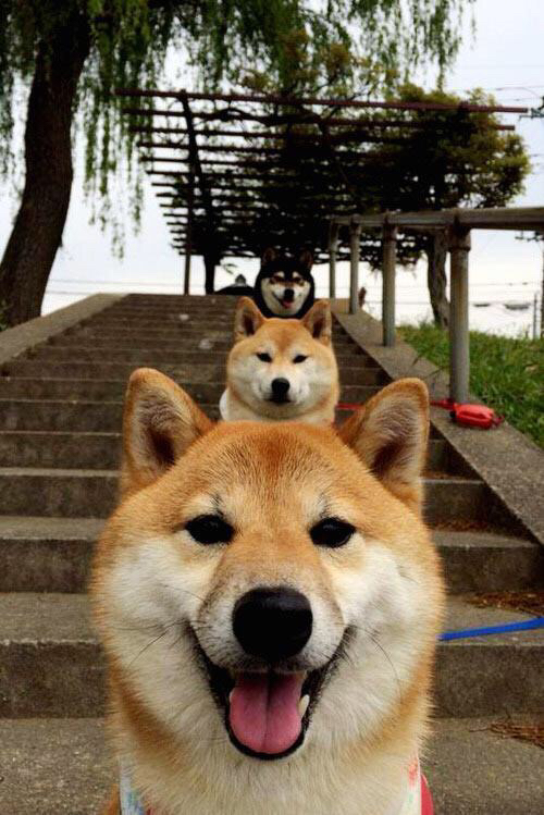 官方橄榄球战术板曝光，橄榄球战术手册