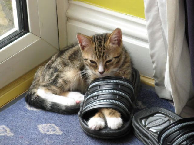 日本某球队遗憾落败,球迷心疼不已,日本足球又输了