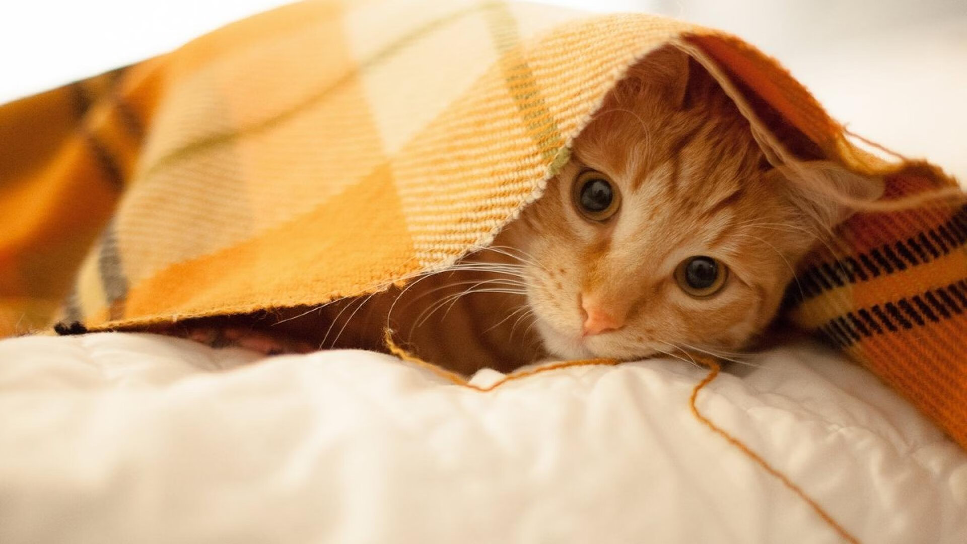 kaiyun登录入口-欧洲足球冠军联赛抽签结果出炉，球迷期待再战，欧洲足球冠军杯