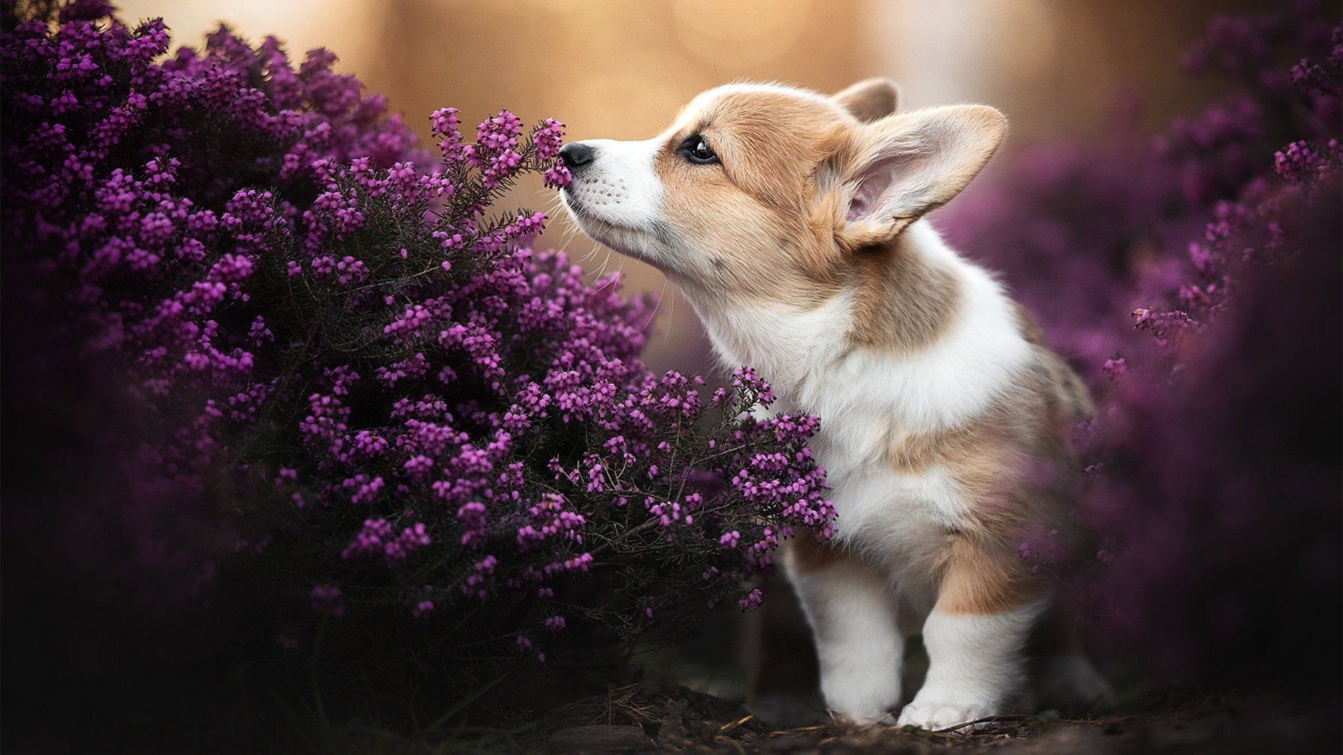 kaiyun中国官方网站-电竞职业选手科学训练数据采集与实时反馈系统设计，电竞职业选手训练表