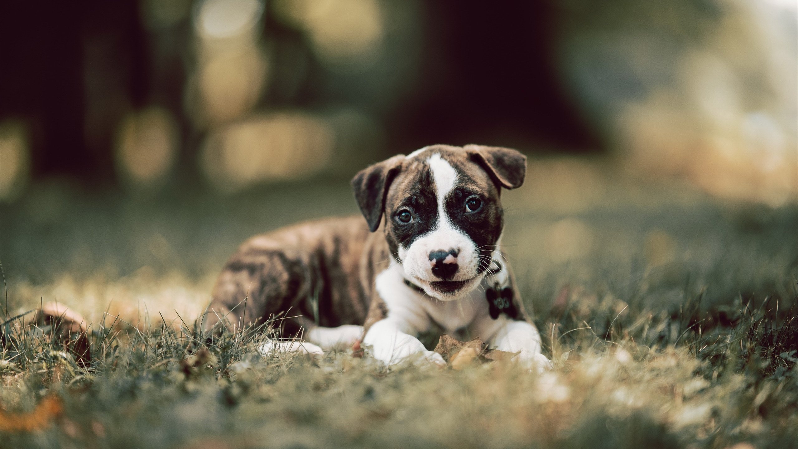 开云入口-阿根廷击败西班牙，成功夺金，阿根廷和西班牙谁赢了