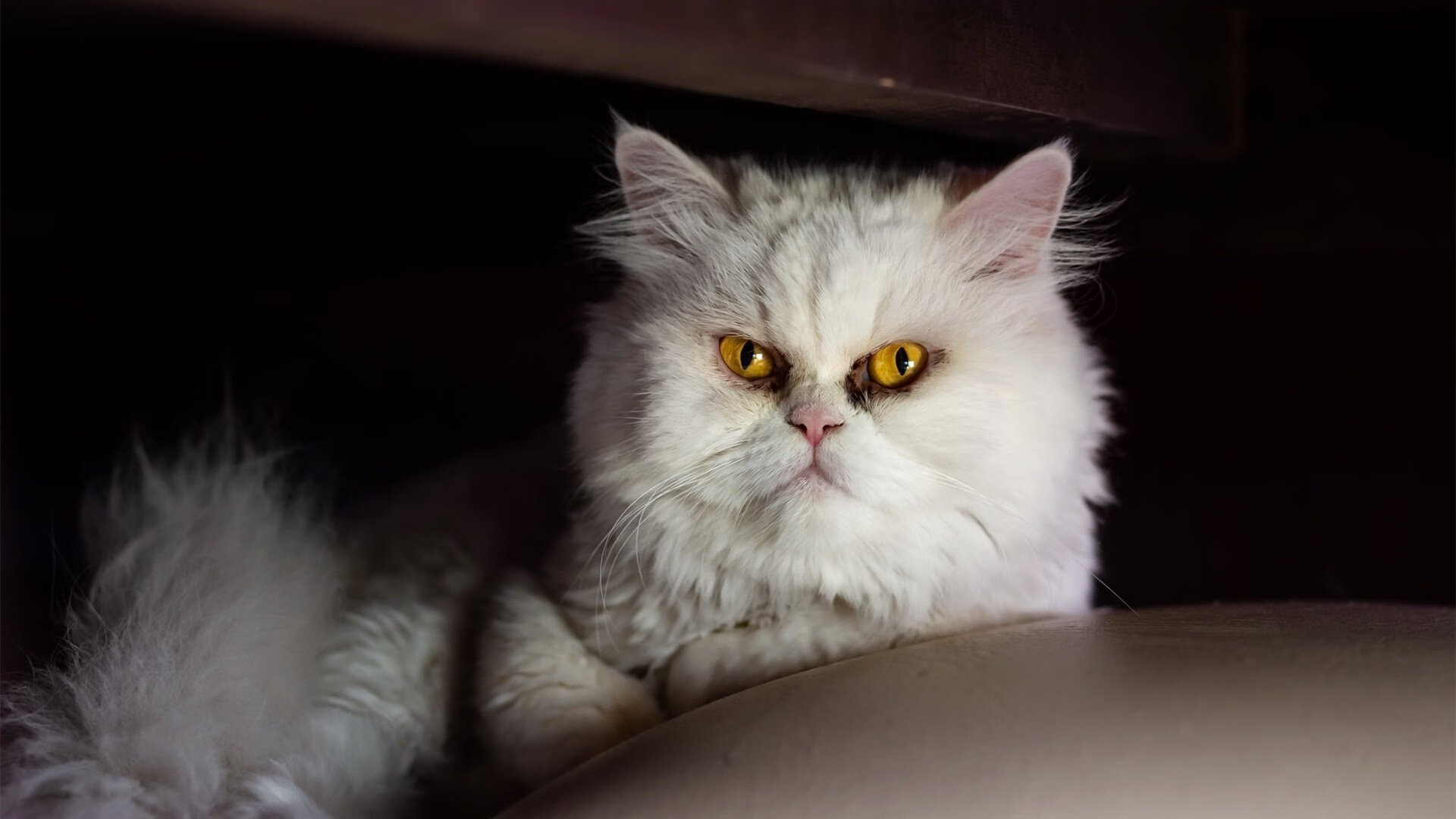 运动康复平台使用行为分析与服务优化建议，运动康复 app