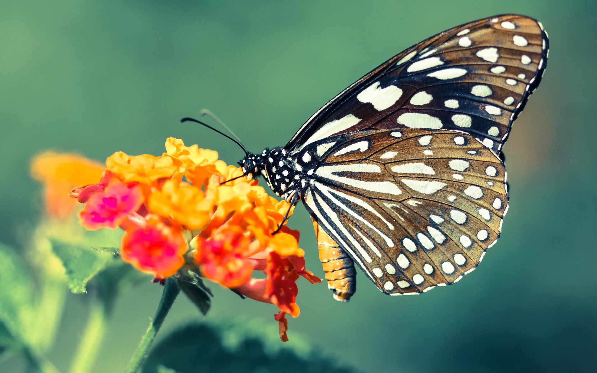 逆转奇迹:那些让人难以置信的比赛瞬间,经典逆转比赛