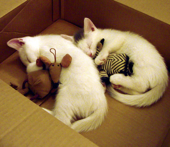 CBA球队完善伤病防护体系 保障球员健康，cba球员受伤后的医药费由谁承担