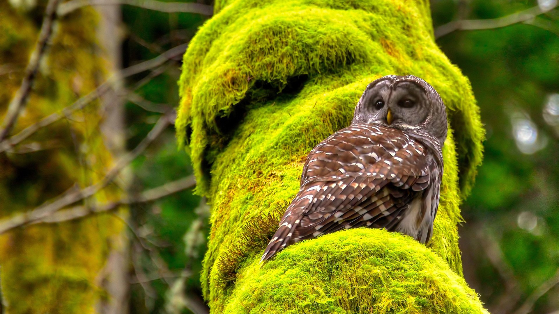 “香港足球盛会:阿仙奴与热刺的决胜时刻”