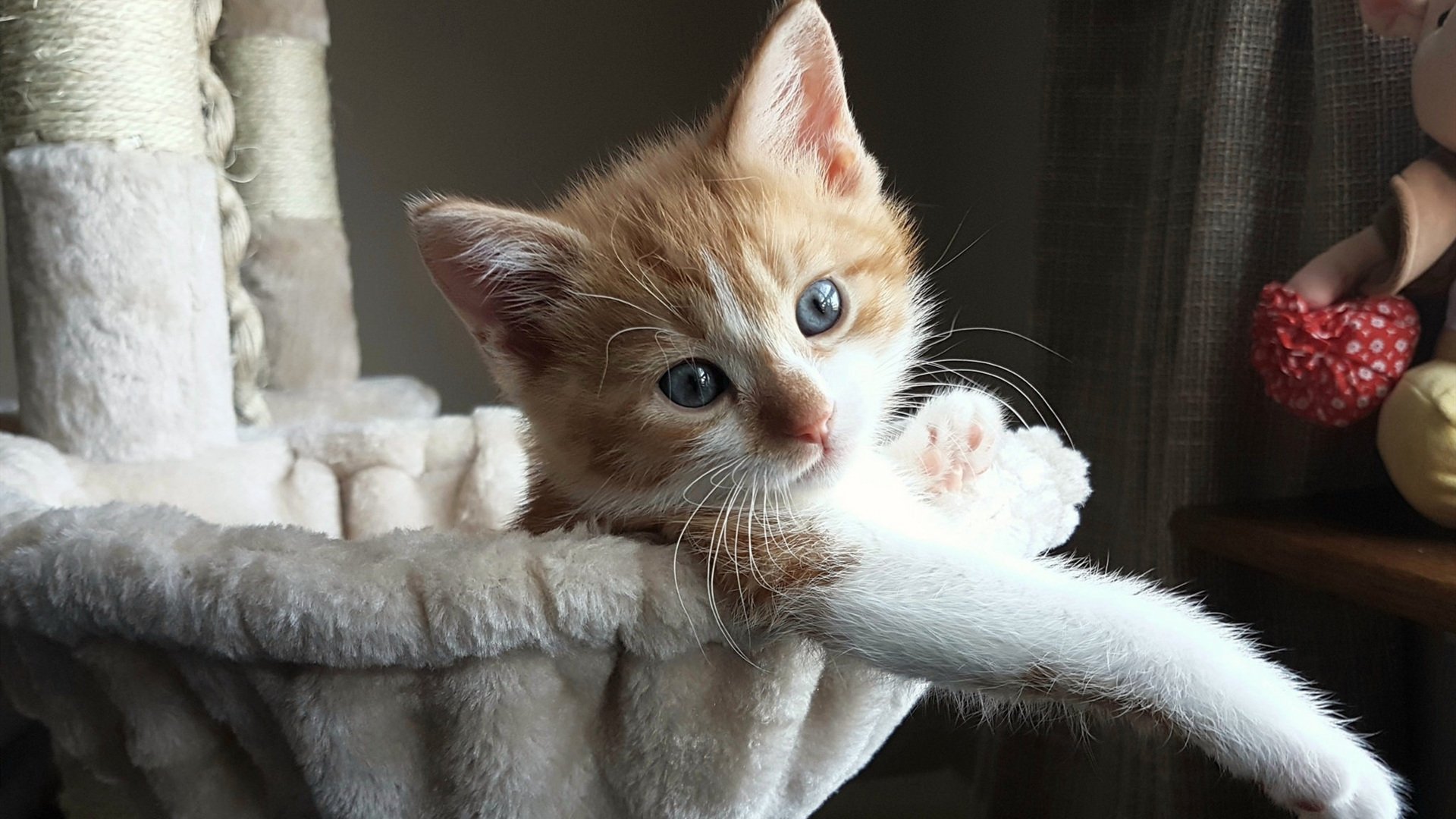 开云官网APP下载-中小学体能训练手册发布推广科学锻炼方法，中小学生体能锻炼视频