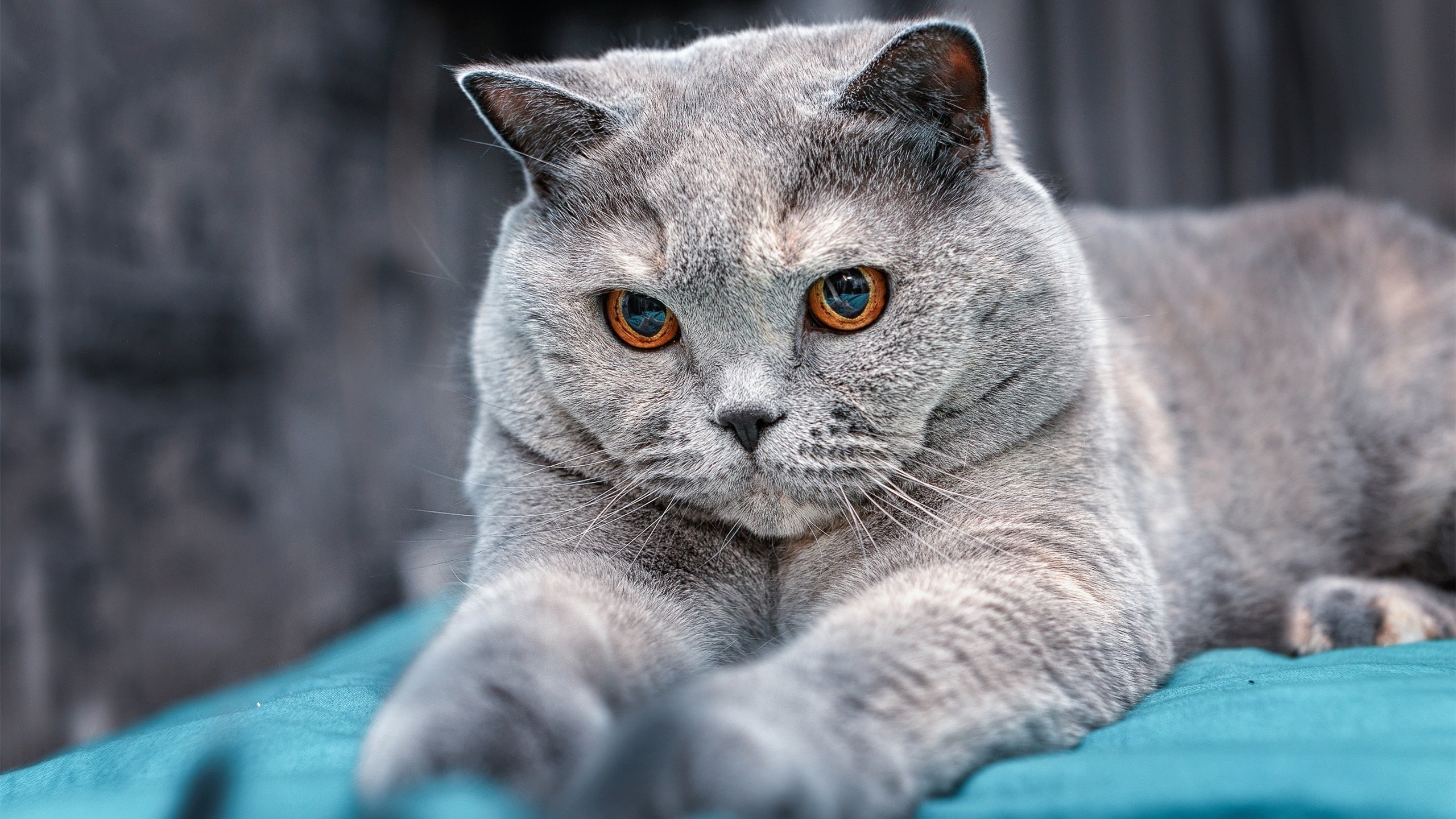 丁俊晖接受新教练调教求突破，丁俊晖教学