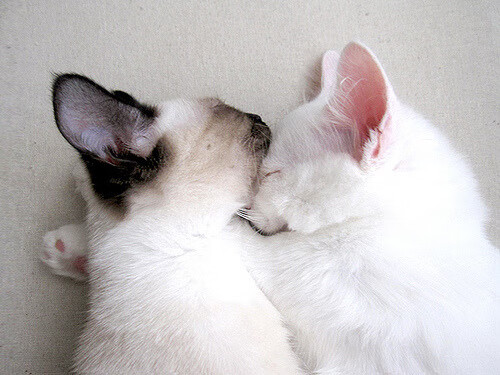 俱乐部财政年度报告显示收入创新高,俱乐部财政年度报告显示收入创新高什么意思