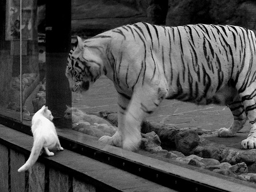 开云网页版登录入口-新星崛起，英格兰男队依旧是最受关注球队之一，英格兰 球队