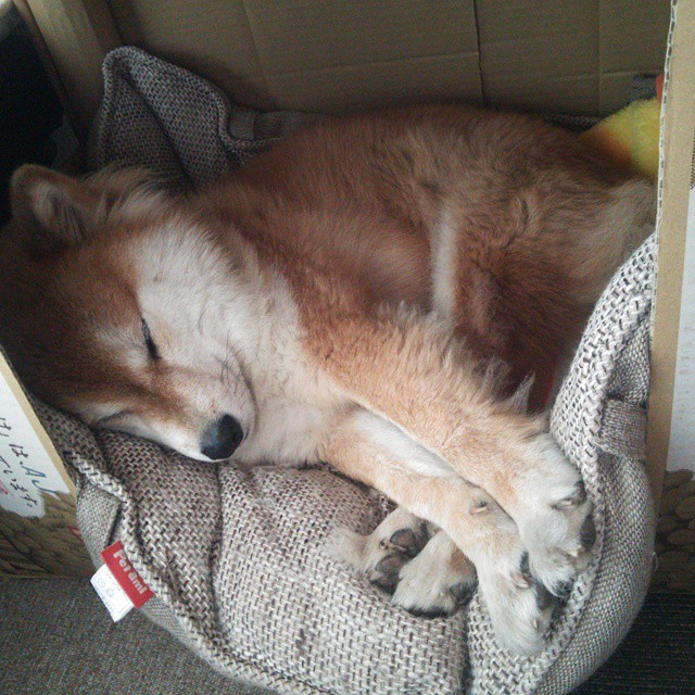 萨默·麦金托什泳池内外双重突破，麦金托什的画